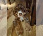 Small Cocker Spaniel
