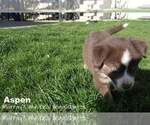 Small Photo #3 Miniature American Shepherd Puppy For Sale in PASCO, WA, USA