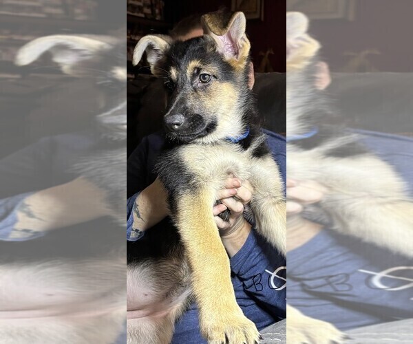 Medium Photo #5 German Shepherd Dog Puppy For Sale in SACRAMENTO, CA, USA