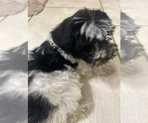 Schnauzer (Miniature) Puppy for sale in LAWRENCEBURG, TN, USA