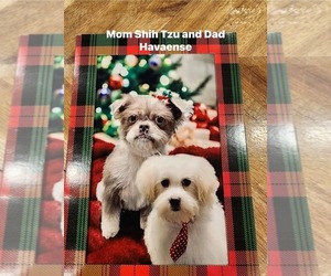 Father of the Havashu puppies born on 10/08/2025