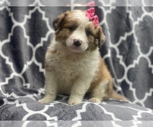 Texas Heeler Puppy for sale in LAKELAND, FL, USA