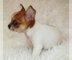 Small Photo #3 Cheeks Puppy For Sale in MOUNT DORA, FL, USA