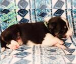 Small Photo #15 Border Collie Puppy For Sale in ELMENDORF, TX, USA