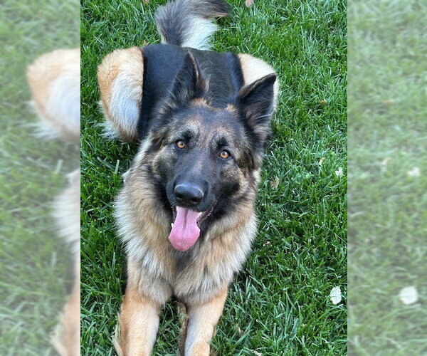 Medium Photo #1 German Shepherd Dog Puppy For Sale in Cupertino, CA, USA