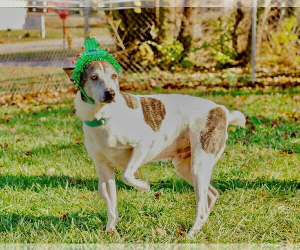Medium Photo #1 Rat Terrier-Unknown Mix Puppy For Sale in Richmond, IN, USA