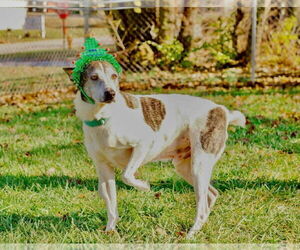 Rat Terrier-Unknown Mix Dogs for adoption in Richmond, IN, USA