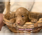 Small Photo #7 Labradoodle Puppy For Sale in CONNERSVILLE, IN, USA