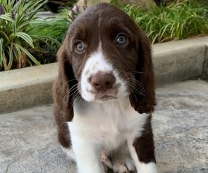 English Springer Spaniel Puppy for sale in DIABLO GRANDE, CA, USA