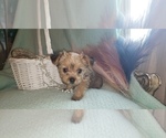 Small Photo #56 Shorkie Tzu Puppy For Sale in NEVADA, TX, USA