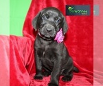 Small Photo #3 Goldmaraner Puppy For Sale in LIVE OAK, FL, USA