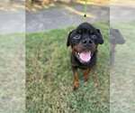 Small #18 Rottweiler Mix