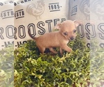 Small Photo #5 Chihuahua Puppy For Sale in WEBSTER, FL, USA