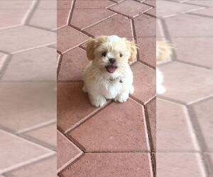 Shih Tzu Dogs for adoption in Weston, FL, USA