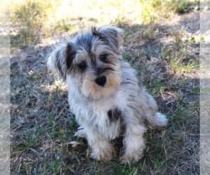 Schnauzer (Miniature) Puppy for sale in BARNESVILLE, KS, USA