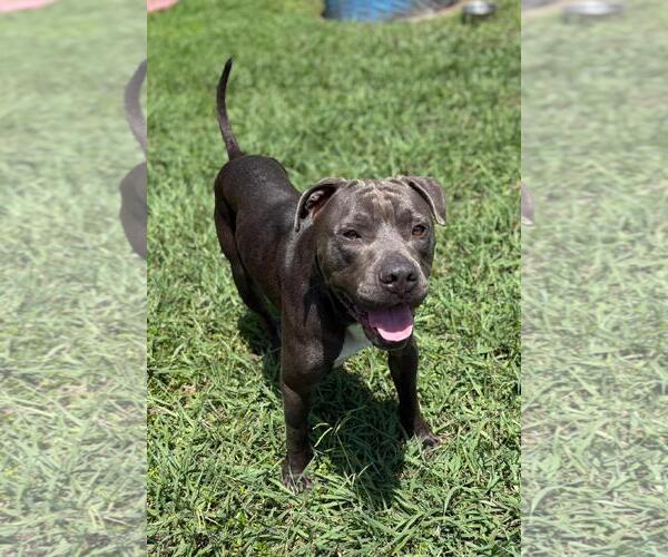 Medium Photo #2 American Pit Bull Terrier Puppy For Sale in Virginia Beach, VA, USA