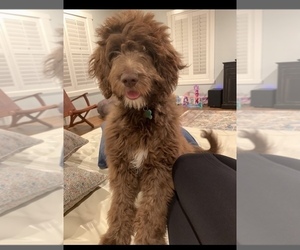 Aussie-Poo-Poodle (Standard) Mix Puppy for sale in GILBERT, AZ, USA