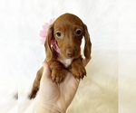 Small #5 Dachshund