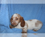 Small Photo #13 Dachshund Puppy For Sale in BLOOMINGTON, IN, USA