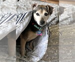 Small #4 Chihuahua
