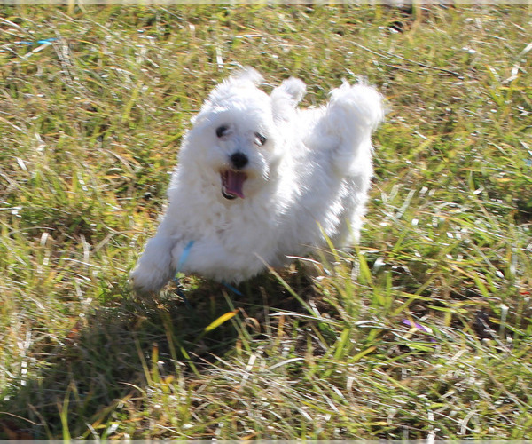 Medium Photo #1 Maltese Puppy For Sale in CHANUTE, KS, USA