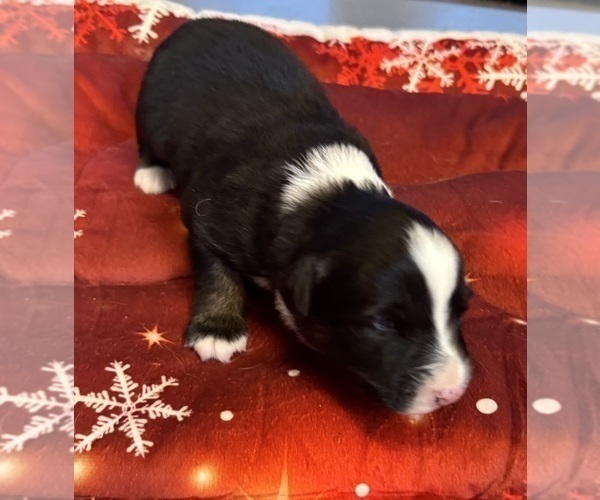 Medium Photo #47 Australian Shepherd Puppy For Sale in SALISBURY, NC, USA