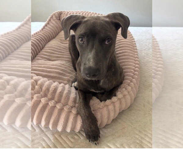 Medium Photo #1 American Staffordshire Terrier-Weimaraner Mix Puppy For Sale in San Juan Capistrano, CA, USA