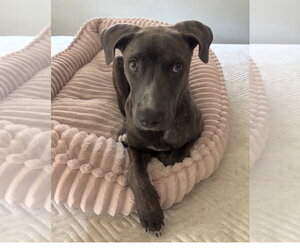 American Staffordshire Terrier-Weimaraner Mix Dogs for adoption in San Juan Capistrano, CA, USA