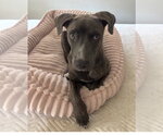 Small American Staffordshire Terrier-Weimaraner Mix