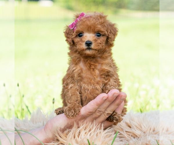 Medium Photo #6 Maltipoo (Toy) Puppy For Sale in WARSAW, IN, USA