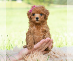 Small #5 Maltipoo (Toy)