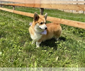 Father of the Pembroke Welsh Corgi puppies born on 03/06/2026