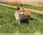 Small Photo #1 Pembroke Welsh Corgi Puppy For Sale in COBLESKILL, NY, USA