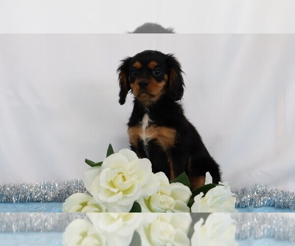 Medium Photo #4 Cavalier King Charles Spaniel Puppy For Sale in FREDERICKSBG, OH, USA