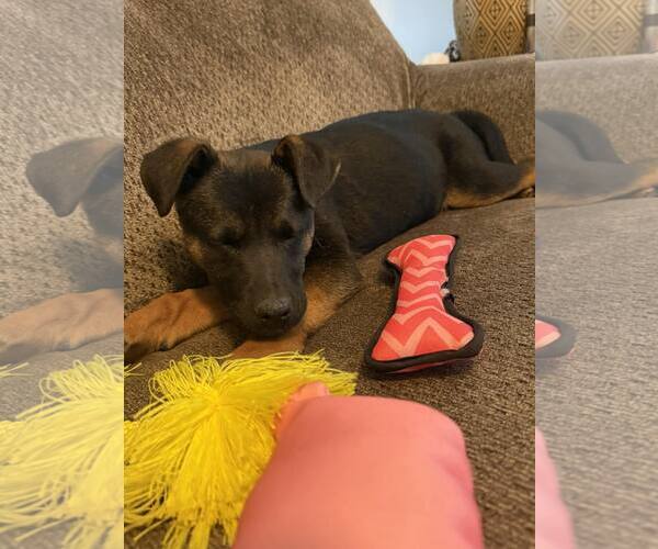 Medium Photo #4 German Shepherd Dog-Unknown Mix Puppy For Sale in Hinton, WV, USA