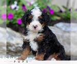 Small #3 Bernedoodle (Miniature)