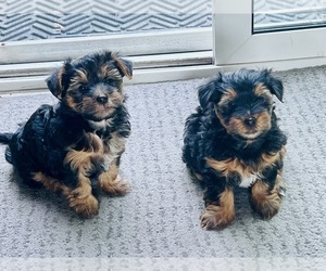 YorkiePoo Puppy for sale in BOLINGBROOK, IL, USA