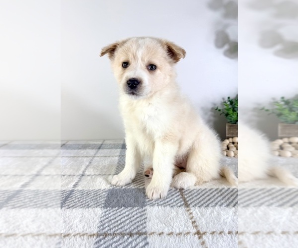Medium Photo #4 Miniature Australian Shepherd-Pomeranian Mix Puppy For Sale in GREENFIELD, IN, USA