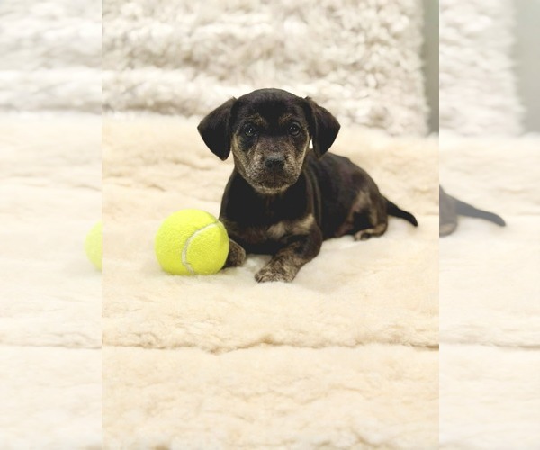 Medium Photo #2 Cocker Spaniel-Unknown Mix Puppy For Sale in SHERBURNE, NY, USA