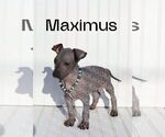 Small Xoloitzcuintli (Mexican Hairless)