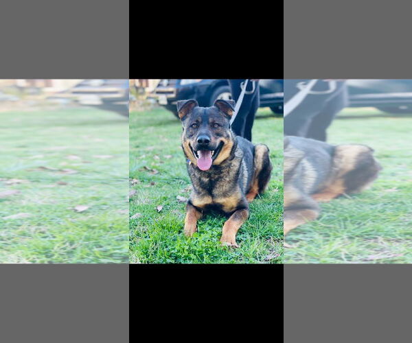 Medium Photo #1 Shepweiller Puppy For Sale in Rustburg, VA, USA