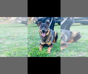 Shepweiller Dogs for adoption in Rustburg, VA, USA