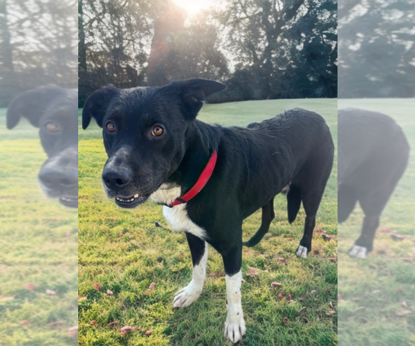 Medium Photo #1 Border Collie-Unknown Mix Puppy For Sale in Newport Beach, CA, USA