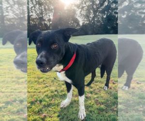 Border Collie-Unknown Mix Dogs for adoption in Newport Beach, CA, USA