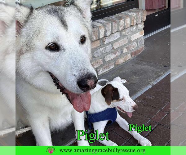 Medium Photo #3 Jack Russell Terrier-Unknown Mix Puppy For Sale in Pensacola, FL, USA