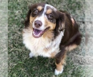 Mother of the Miniature Australian Shepherd puppies born on 03/23/2024