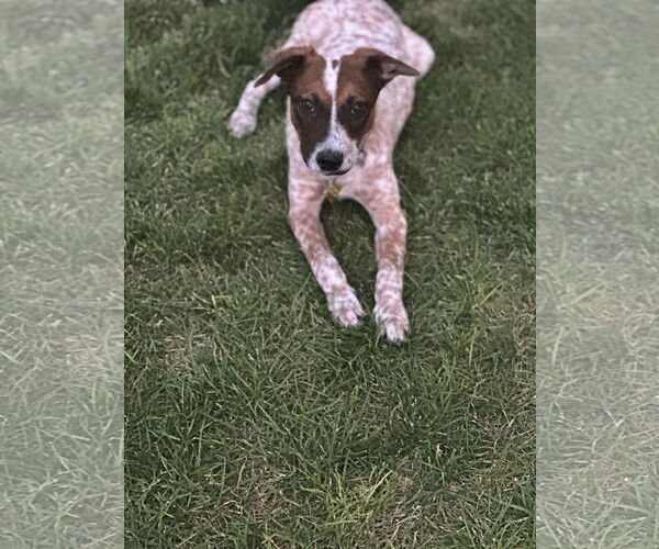 Medium Photo #7 Mutt Puppy For Sale in Sandy, UT, USA