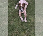 Small #6 Mutt