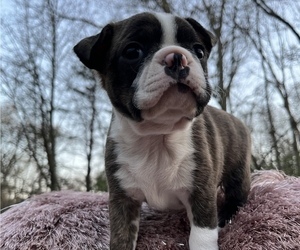Boston Terrier Puppy for sale in MANORVILLE, NY, USA