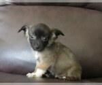 Small #4 Chihuahua